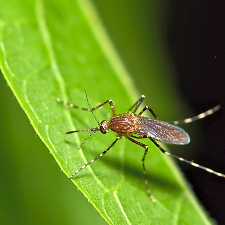 Harder To Repel: How The U.S. Accidentally Developed More Resistant Mosquitoes