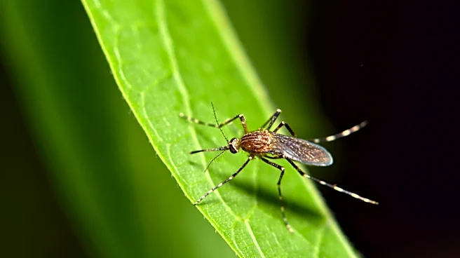 Harder To Repel: How The U.S. Accidentally Developed More Resistant Mosquitoes