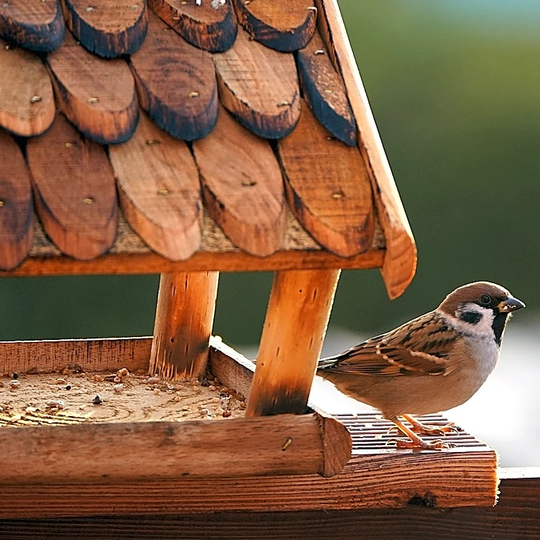 Turn Common Household Waste Into A DIY Dust Bath That Birds Will Love