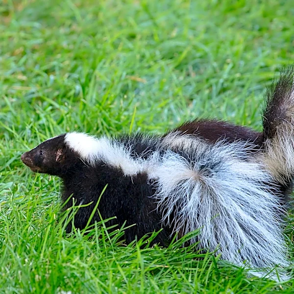 What To Do If You Get Sprayed By A Skunk In Your Yard