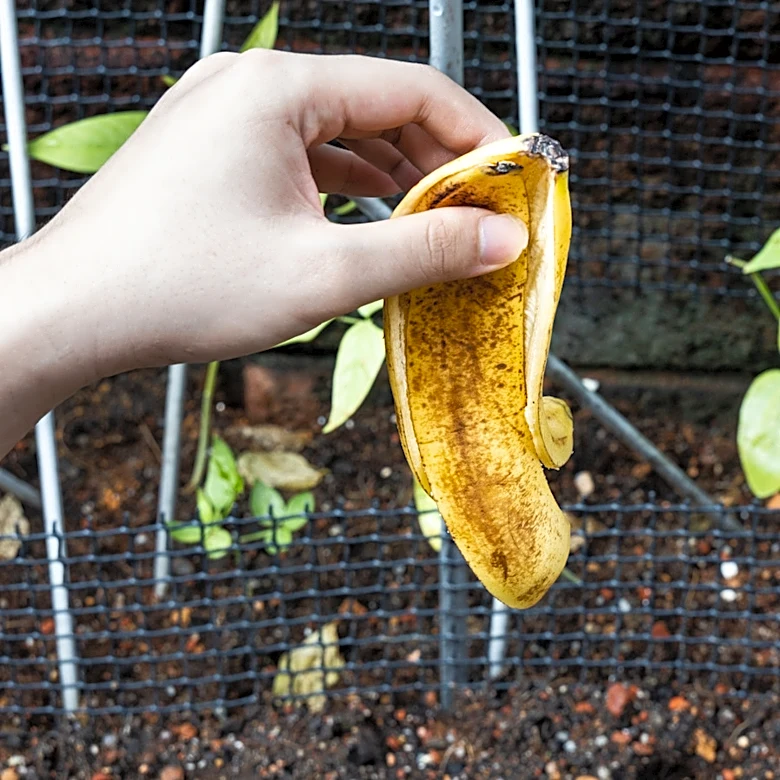 She Buries Overripe Banana Peels In The Garden: Game Changer Or Raccoon Bait?