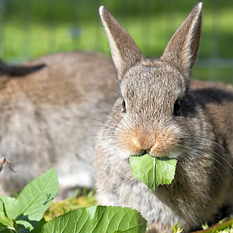 Use This Bathroom Staple To Deter Garden Rodents Without Chemicals