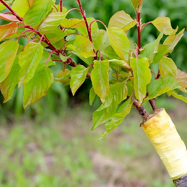 You Can Only Buy Fruit Tree Scions For A Few Weeks Each Year (& Here's Why)