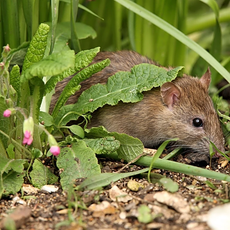 When Vinegar Isn't Working, Use This Bathroom Staple To Repel Rats From Your Garden