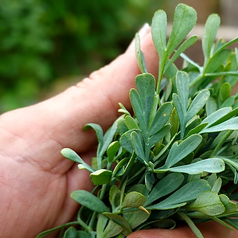 The Ancient Herb Gardeners Rarely Grow Anymore