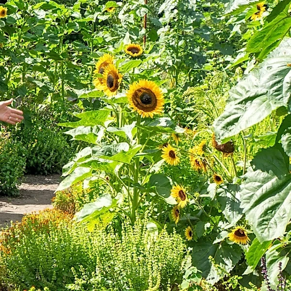 She Transformed A Boring Lawn Into A Multi-Layered Garden Path