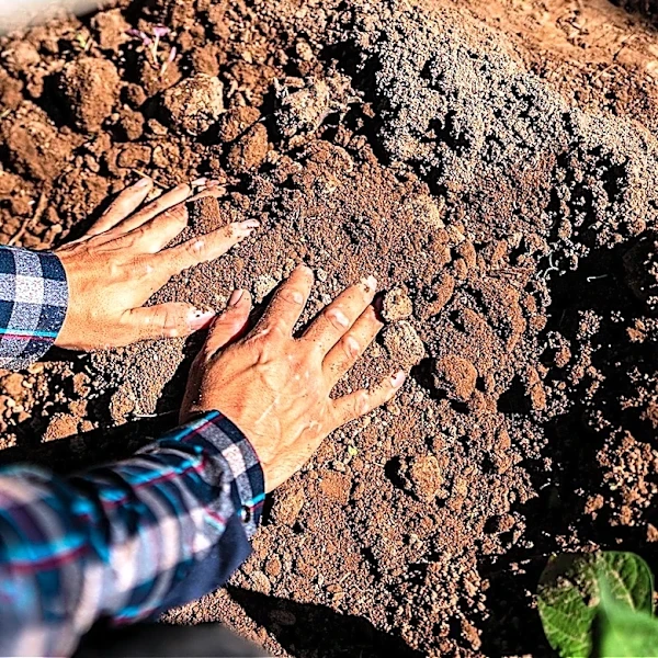 The Blue Drought-Tolerant Shrub You Should Plant In August Before It's Too Late