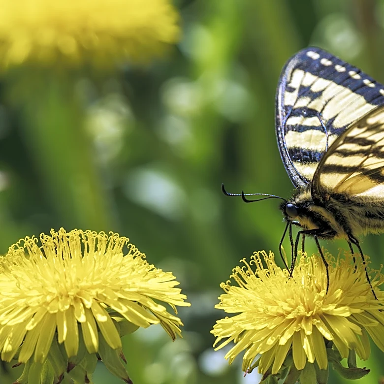 Ditch Traditional Butterfly Feeders For An Amazon Find That Doubles As Adorable Garden Decor