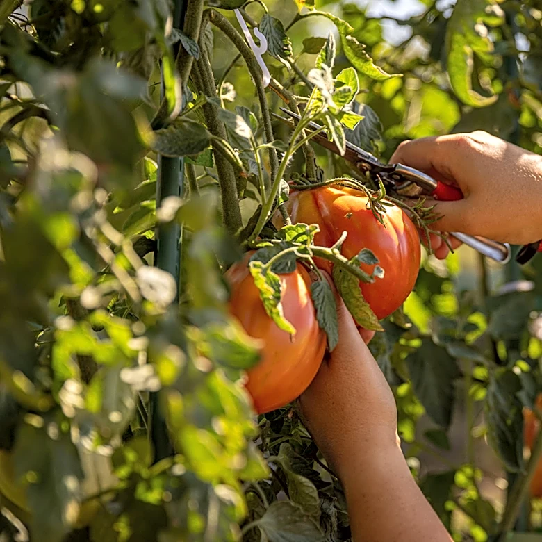 Ditch The DIYs: This Highly-Rated Tomato Fertilizer On Amazon Is Worth Trying