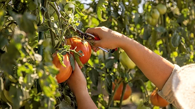 Ditch The DIYs: This Highly-Rated Tomato Fertilizer On Amazon Is Worth Trying