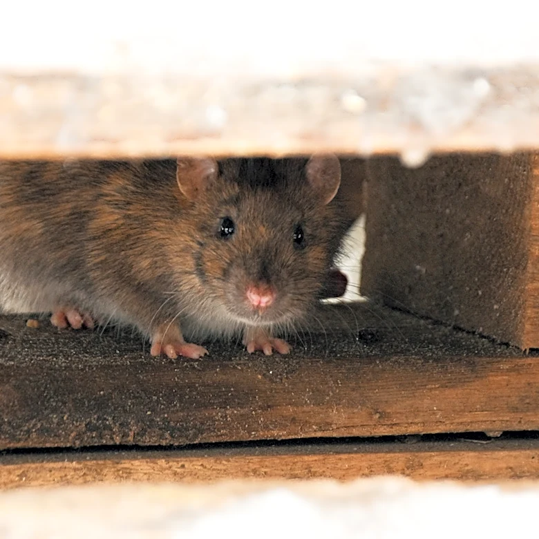 How To Identify A Mice Nest In Your Garage Or Shed