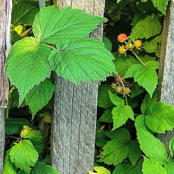 Can You Trim A Neighbor's Bush Growing Through A Fence? Here's What To Know