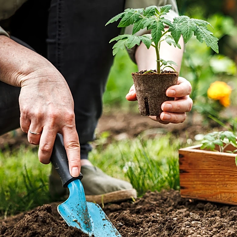 Grow A Versatile Vegetable Garden With A Useful Find From Amazon