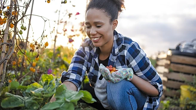 Start A Vegetable Garden Quickly With Easy-To-Assemble Beds