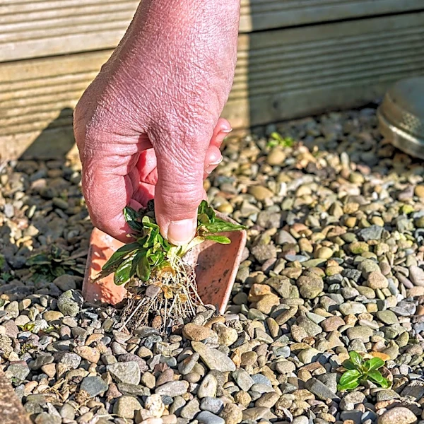 Easily Remove Weeds From Gravel Driveways With A Powerful Find From Amazon
