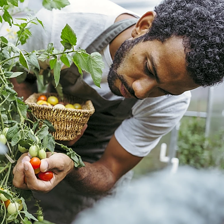 The Organic Fertilizer That Can Be Used To Give Your Tomatoes A Boost
