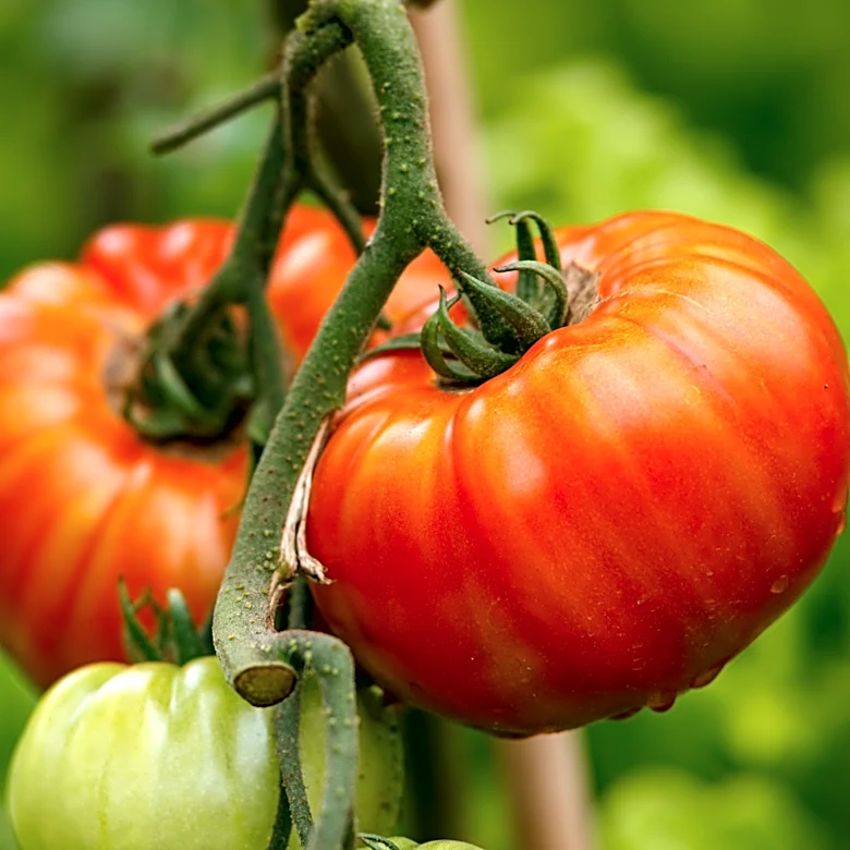 Forget About Coffee Grounds: Use This Tomato Fertilizer For A Bigger, Juicier Harvest