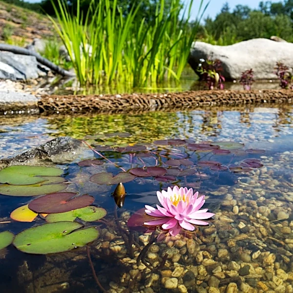 This Person Made A Sandy Beach For Their Organic Pool: 'Extraordinary'