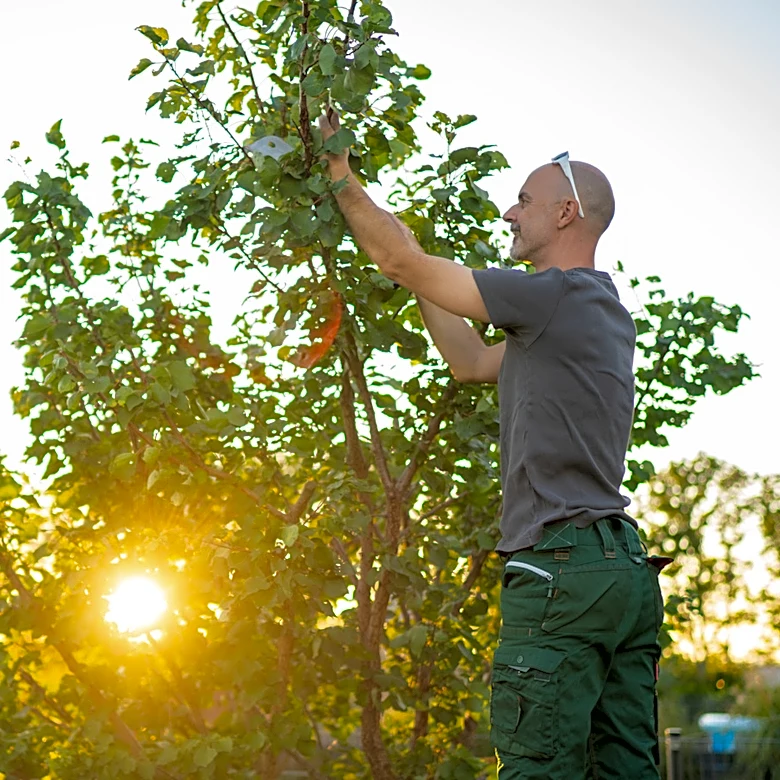 Prune Landscaping Easily With A Powerful Find From Amazon