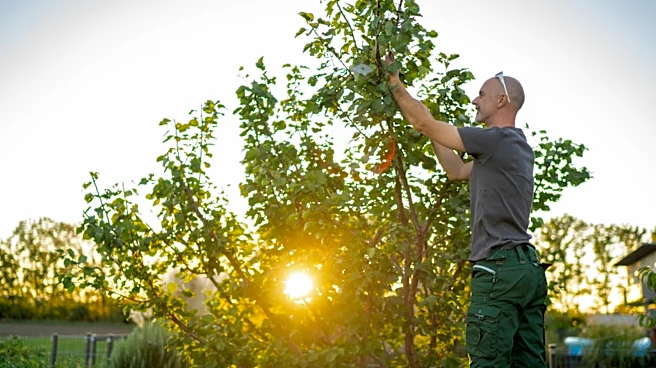 Prune Landscaping Easily With A Powerful Find From Amazon