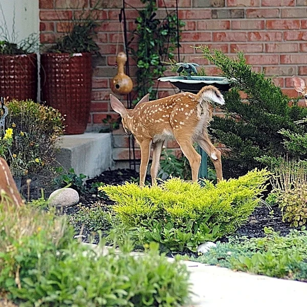 The Easy-To-Grow Garden Addition That's Great For Resisting Deer