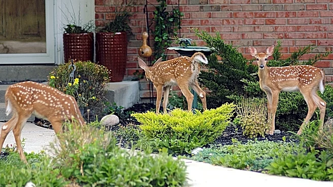 The Easy-To-Grow Garden Addition That's Great For Resisting Deer