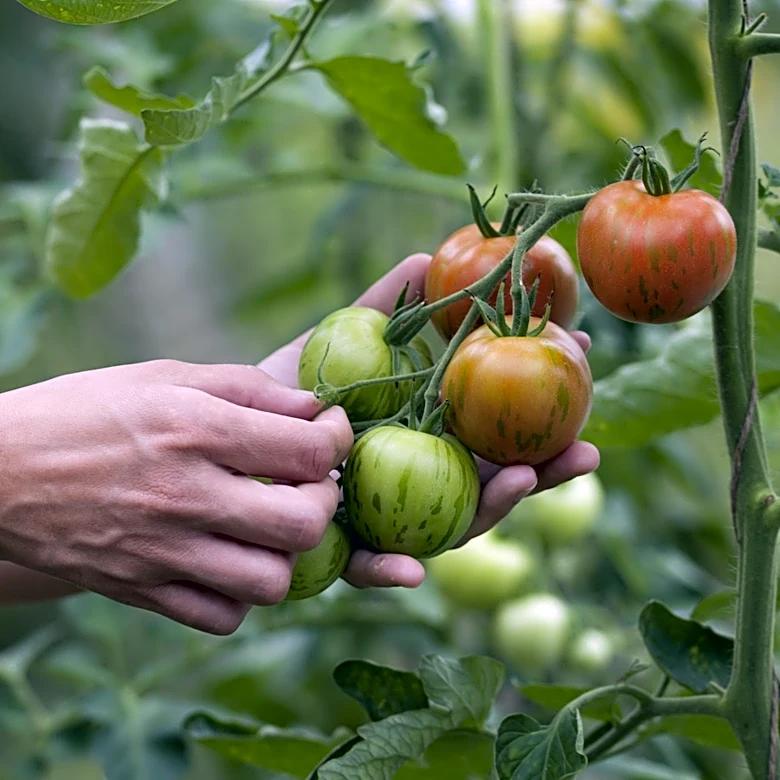 28 Homegrown Tomatoes Ranked From Hardest To Easiest To Grow