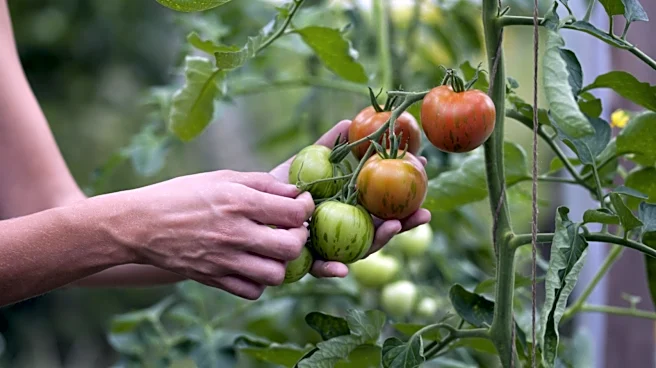 28 Homegrown Tomatoes Ranked From Hardest To Easiest To Grow
