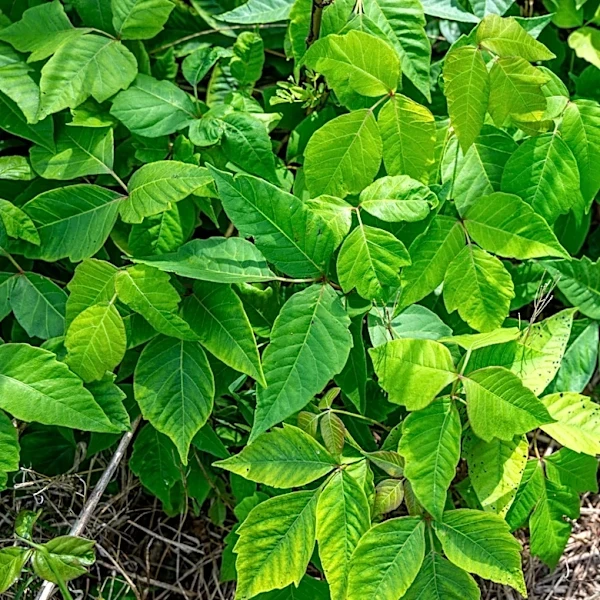 Better Than Hand Pulling: Remove Poison Ivy With A Tool You Already Own