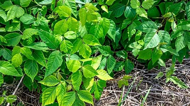 Better Than Hand Pulling: Remove Poison Ivy With A Tool You Already Own