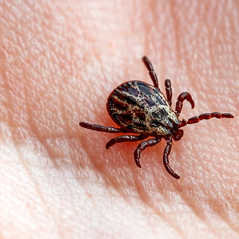 Should You Flush Ticks Down The Toilet?