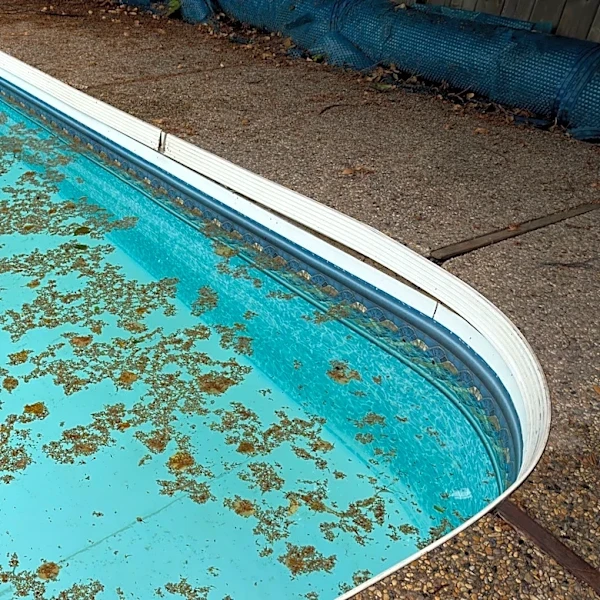 10 Trees That Shouldn't Grow Next To Your Pool
