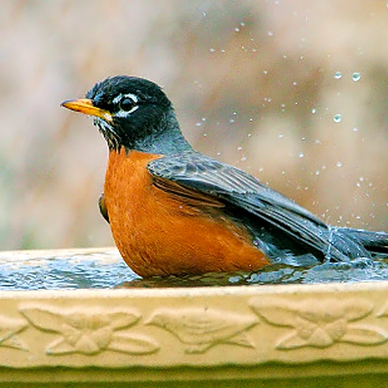 Goodbye Traditional Bird Baths — A Deck-Mounted Amazon Find That Doubles As A Fountain