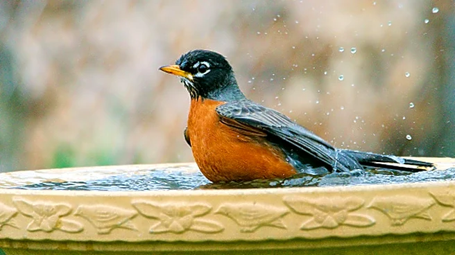 Goodbye Traditional Bird Baths — A Deck-Mounted Amazon Find That Doubles As A Fountain