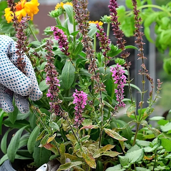 Add Some Texture: The Velvety Annual For Your Container Garden