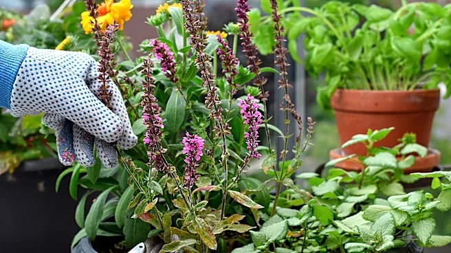 Add Some Texture: The Velvety Annual For Your Container Garden