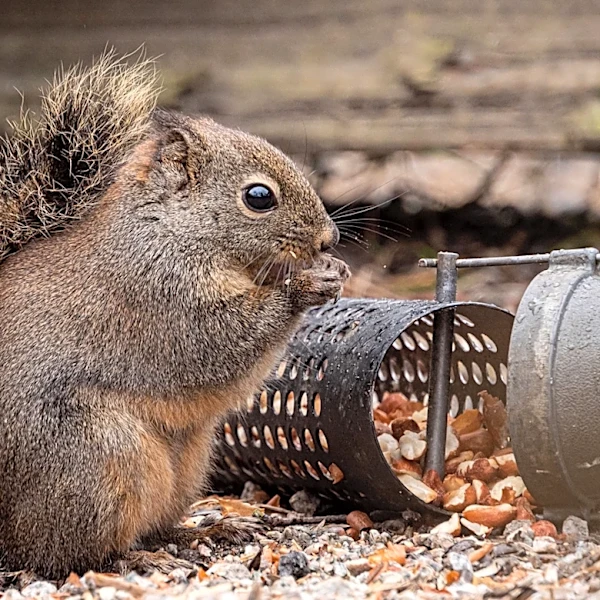 Repel Bird Feeder Pests With An Amazon Find That Helps Keeps Most Squirrels Out