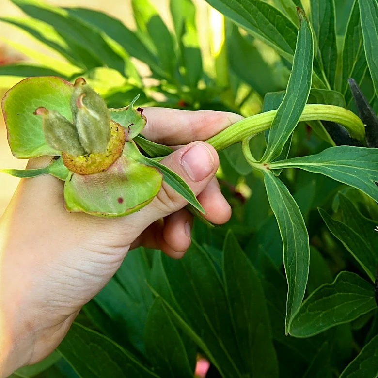 Beyond Deadheading: Here's How To Get Bigger Peony Blooms Next Season