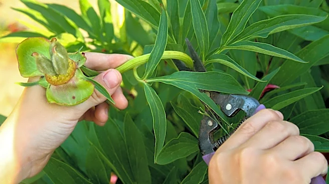 Beyond Deadheading: Here's How To Get Bigger Peony Blooms Next Season
