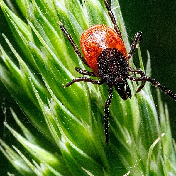 Be Warned: The Beautiful Rose Variety That May Attract Ticks To Your Yard