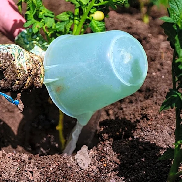 Is Pasta Water The Secret To Great Tomato Fertilizer? Here's The Truth