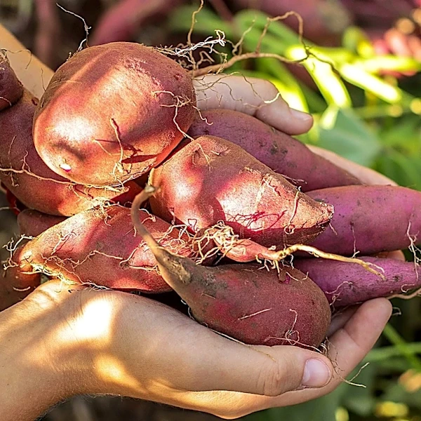 What's The Difference Between Growing Yams And Sweet Potatoes?