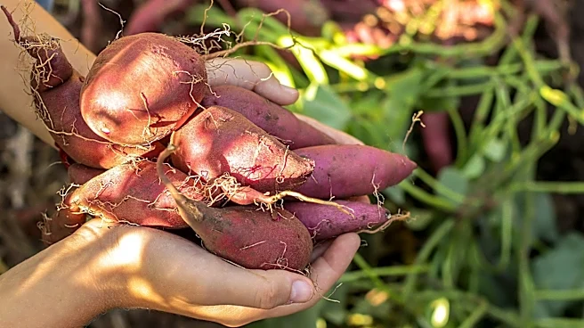 What's The Difference Between Growing Yams And Sweet Potatoes?