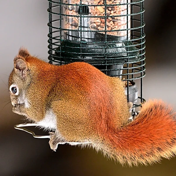 No More Squirrels: The Bird Feeder On Amazon That Repels Pests & Holds 5 Pounds Of Seed