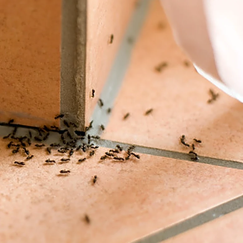 Discard The Insecticides: Here's A Fragrant Essential Oil To Keep Ants Away