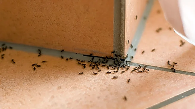Discard The Insecticides: Here's A Fragrant Essential Oil To Keep Ants Away