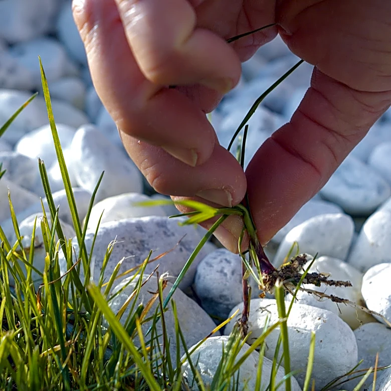 Easier Than A Screwdriver: The Better Tool For Removing Weeds From Gravel Driveways