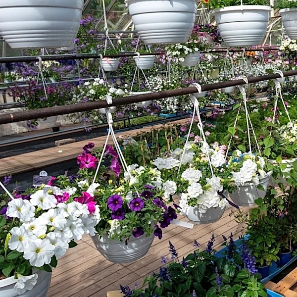 Not Milkweed Or Coneflower: The Sunny Annual Flower Perfect For Hanging Baskets