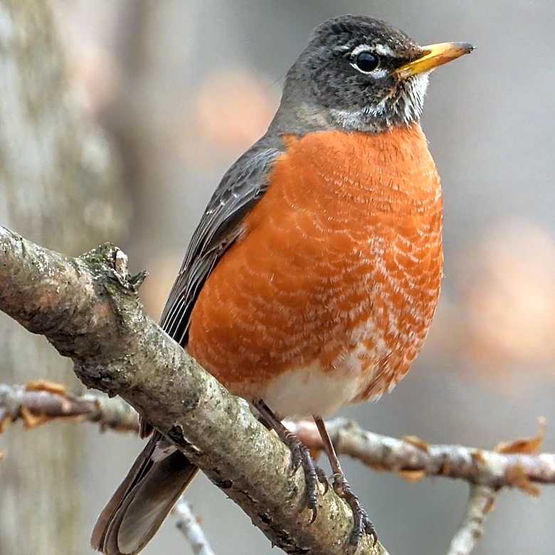 Turn A Neglected Kitchen Scrap Into A Cheaper Bird Feeder With A Simple DIY