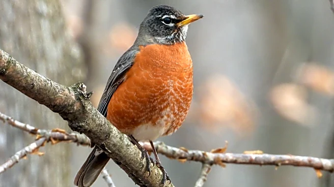 Turn A Neglected Kitchen Scrap Into A Cheaper Bird Feeder With A Simple DIY